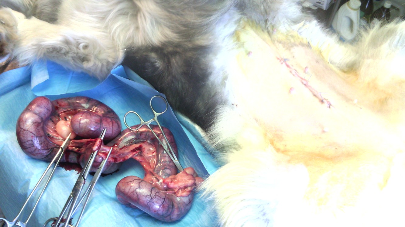 pyometra únor 2015-3